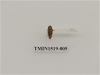 藏品(同翅目(一))的圖片